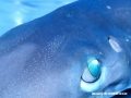 requin3