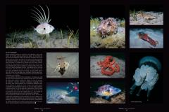 P34-39-POTOFOLIO-BIODIVERSITE-4-2