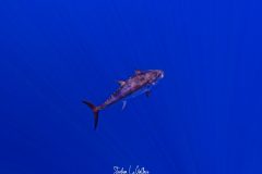 DCIM\100GOPRO\GOPR0033.JPG