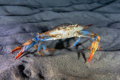 IMG_0137