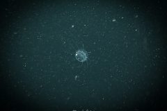 000031