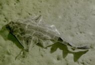 Ange de Mer