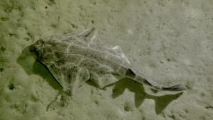 Ange de Mer
