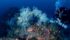 Corail Noir