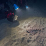 Ange de Mer