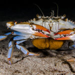 Crabe Bleu