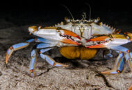Crabe Bleu